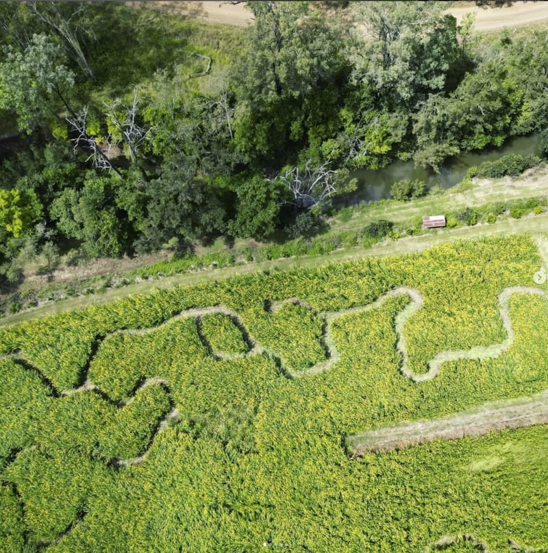 Maze