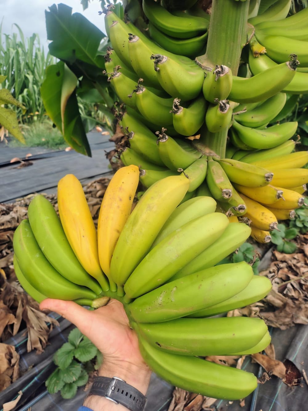 Fresh farm-made refreshments at Ellia's Garden