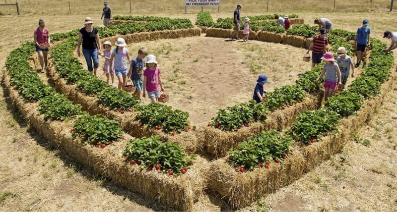 Strawberry Picking